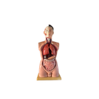 Anatomisch Model Man, Levensgroot. Torso Met Ingewanden, Medisch Voorbeeld thumbnail 1