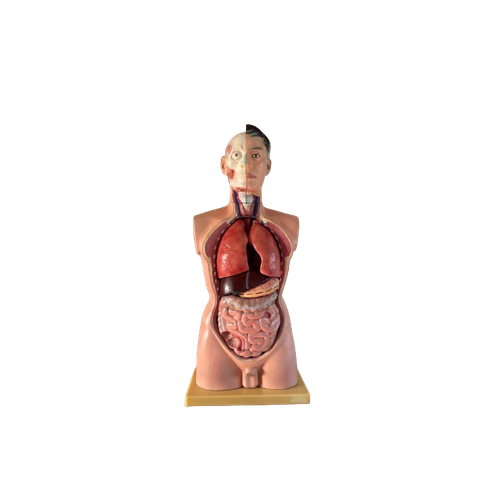 Anatomisch Model Man, Levensgroot. Torso Met Ingewanden, Medisch Voorbeeld