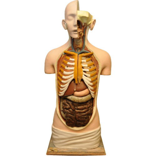 Anatomisch Model Gips