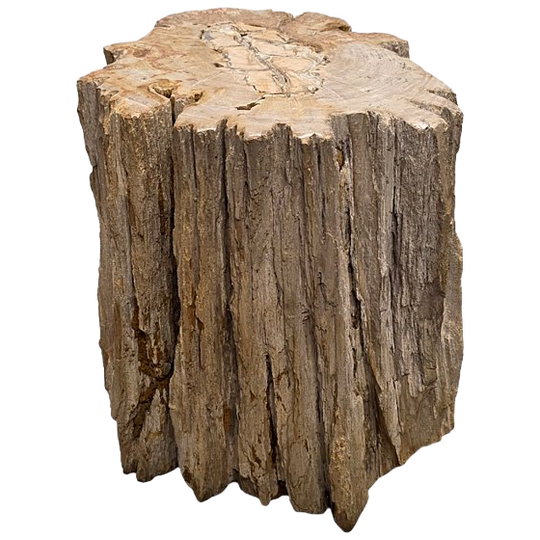 Versteend Hout Als Bijzettafel, Ruim 50 Miljoen Jaar Oud 1