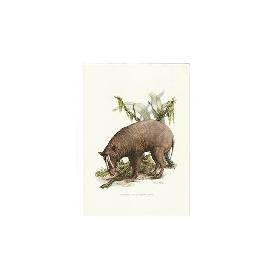 Vintage Print Hertzwijn 1