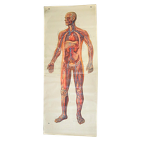 Vintage Xl Anatomische Poster Bloedvaten Circulatie Bloedsomloop 205Cm