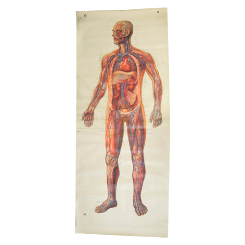 Vintage Xl Anatomische Poster Bloedvaten Circulatie Bloedsomloop 205Cm