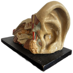 Het Oor – Anatomisch Model Circa 1950 (kovodelny Podnik, Tjechië) thumbnail 1