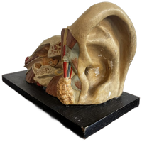 Het Oor – Anatomisch Model Circa 1950 (kovodelny Podnik, Tjechië)