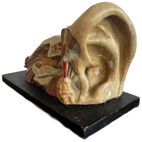 Het Oor – Anatomisch Model Circa 1950 (kovodelny Podnik, Tjechië) 1