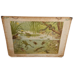 Vintage Schoolplaat Sloot En Plas J R Wolters Amphibiën thumbnail 1