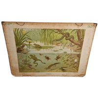 Vintage Schoolplaat Sloot En Plas J R Wolters Amphibiën
