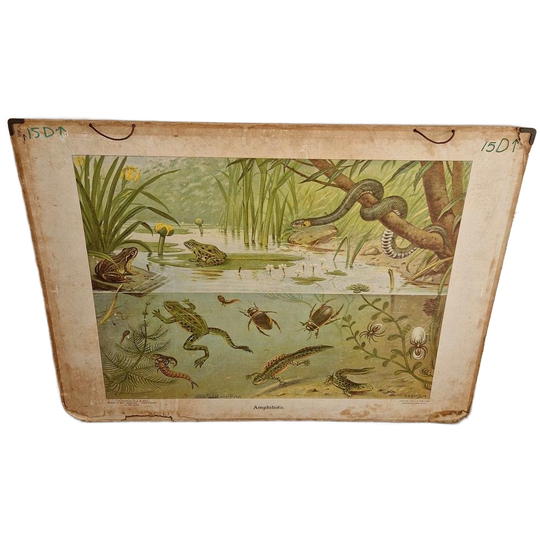 Vintage Schoolplaat Sloot En Plas J R Wolters Amphibiën 1