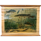 Vintage Linnen Schoolkaart – Zoetwatervissen thumbnail 1