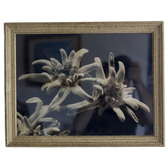 Photographie Argentique (vers 1950), Macro D’edelweiss 1