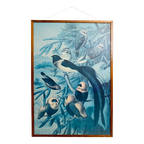 Vintage Prent “Weaver Birds” In Houten Lijst – Origineel Door Louis Prang thumbnail 1