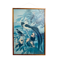 Vintage Prent “Weaver Birds” In Houten Lijst – Origineel Door Louis Prang