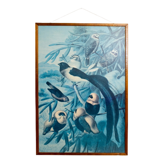 Vintage Prent “weaver Birds” In Houten Lijst – Origineel Door Louis Prang 1
