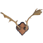 Vintage Groot Damhert Gewei Op Schild Damhertengewei ´50 Xl thumbnail 1