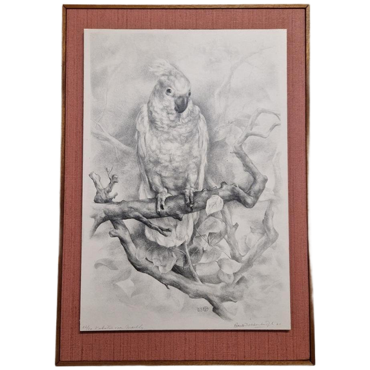 Vintage Print Of Tekening Kakatoe Schilderij Vintage 1
