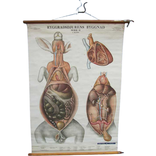 Oude Schoolplaat Anatomie Konijn 1