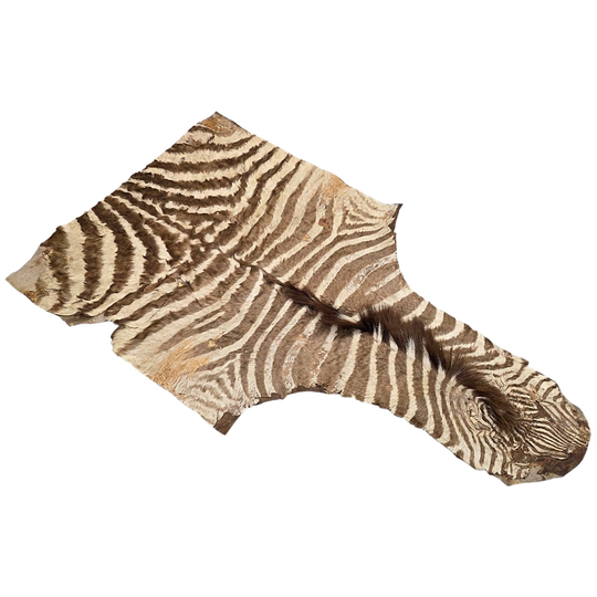 Deel Van Een Oude Zebrahuid Op Leer Gelijmd, Midden 20e Eeuw 1