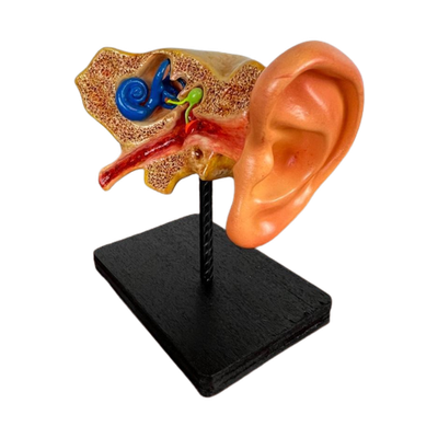 Anatomisch Model Van Menselijk Oor