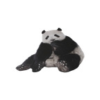 Wandcircel Panda thumbnail 1