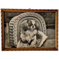 Vintage Lijstje Met Foto Zwart Wit Van Een Hond