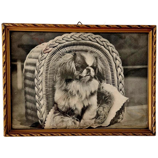 Vintage Lijstje Met Foto Zwart Wit Van Een Hond 1