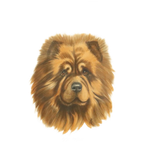 Vintage Ingelijste Kleuren Litho Hond Chow Chow Gesigneerd thumbnail 1