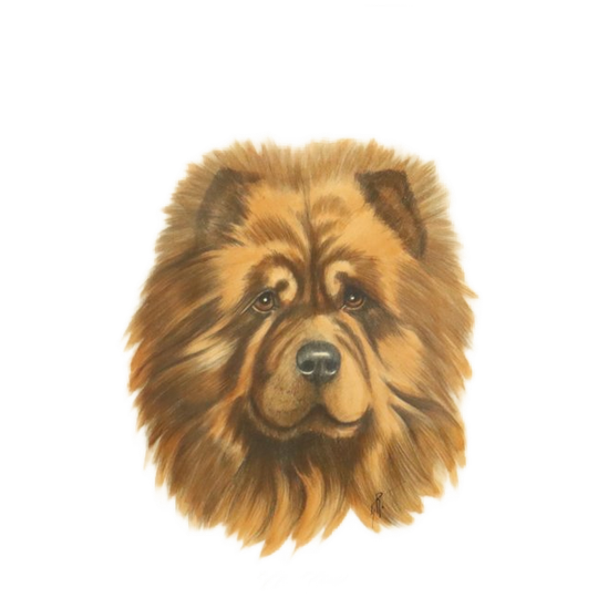 Vintage Ingelijste Kleuren Litho Hond Chow Chow Gesigneerd 1