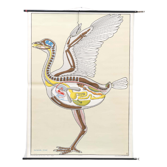 Dr Lips Baupläne Des Tierreichs ‘vögel’ 59854 1