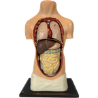 Antiek Anatomisch Model (small) – Plaaster En Papier Maché thumbnail 1