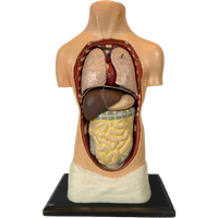 Antiek Anatomisch Model (small) – Plaaster En Papier Maché