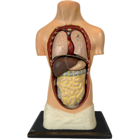 Antiek Anatomisch Model (small) – Plaaster En Papier Maché 1