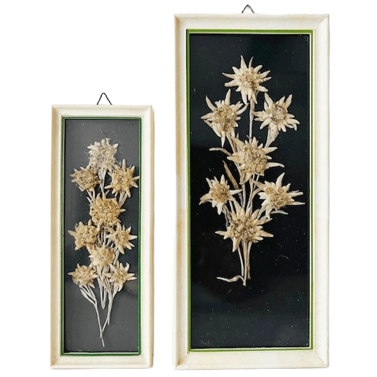 Vintage Set Mid-century Droogbloemenschilderijtjes Edelweiss 1950’s 1