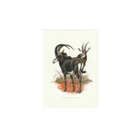 Vintage Print Sabelantilope