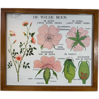 18X Vintage Schoolplaten ‘Botanica’ In Wisselkader thumbnail 1