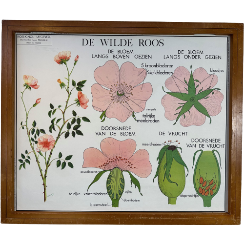 18X Vintage Schoolplaten ‘Botanica’ In Wisselkader