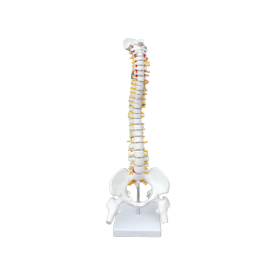 Anatomisch Model Wervelkolom 1