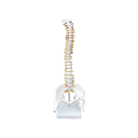 Anatomisch Model Wervelkolom