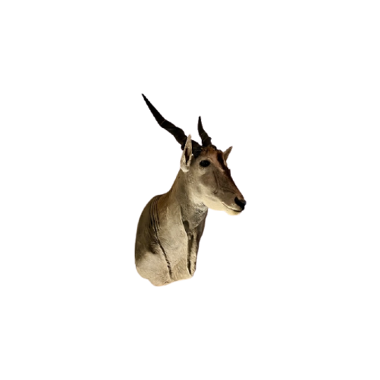 Eland Antilope 1