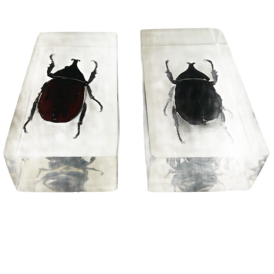 Vintage Resin Insect Set Neushoornkever Presse-papier Hars 1980’s 1