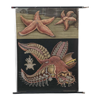Jung Koch Quentell ‘Roter Seestern’ 60236 thumbnail 1