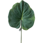 Zijden Bladeren Silk-Ka Alocasia thumbnail 1