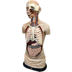 Antiek Anatomisch Model – Somso thumbnail 1