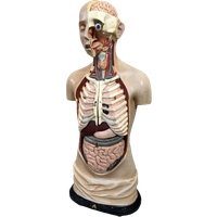 Antiek Anatomisch Model – Somso