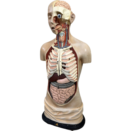 Antiek Anatomisch Model – Somso