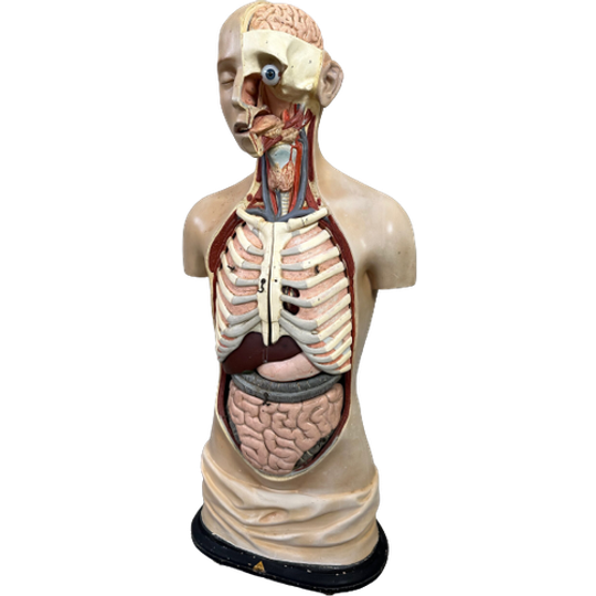 Antiek Anatomisch Model – Somso 1