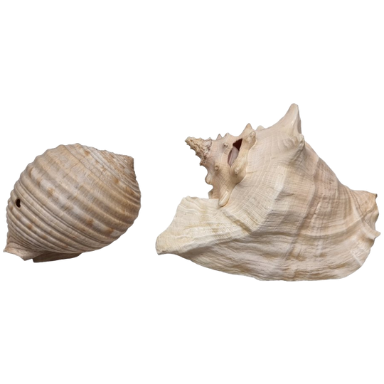 2 Grote Vintage Schelpen 1