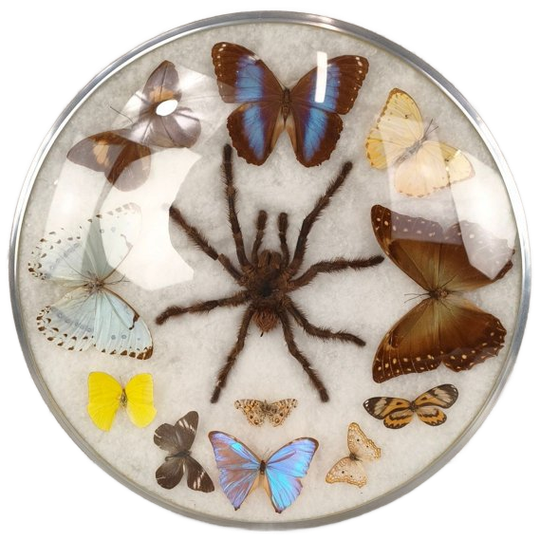 Braziliaanse Decoratie Met Vlinders En Spin 1