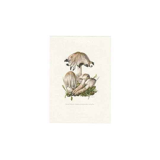 Vintage Print Grote Kale Inktzwam 1