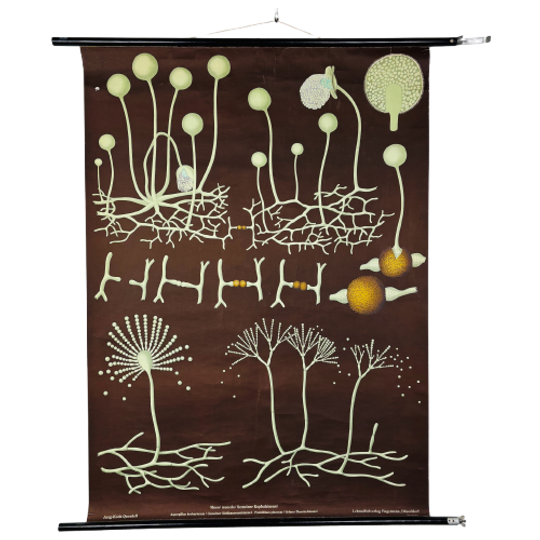 Antieke Natuurkundige Schoolposter 1